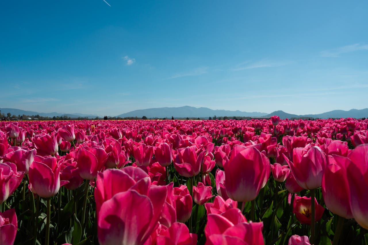 pexels-louie-cepeda-1443997037-26707354